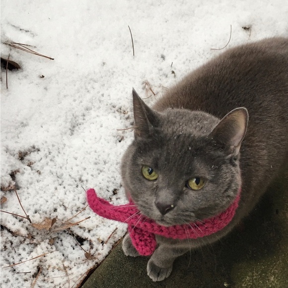 Furr-ocious Styles - Picture 4 of 6